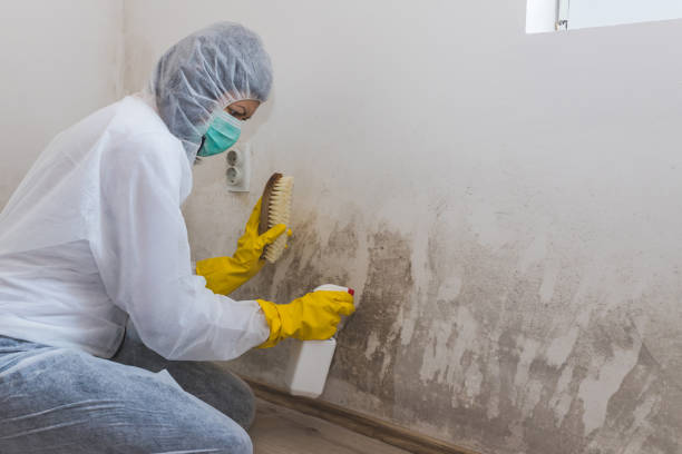Best Emergency Mold Removal  in St Helens, OR